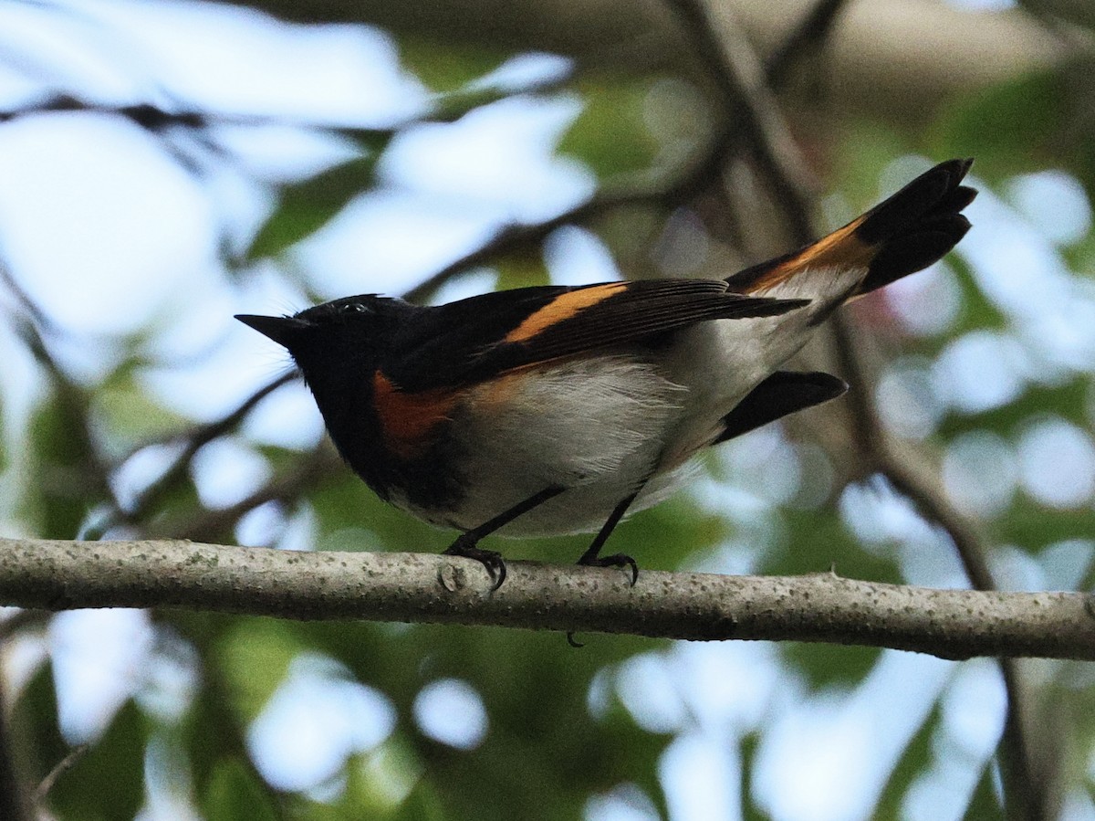 American Redstart - ML645433622