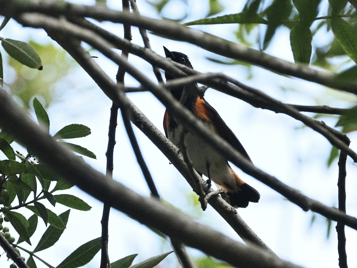Горихвостковая древесница - ML645433623