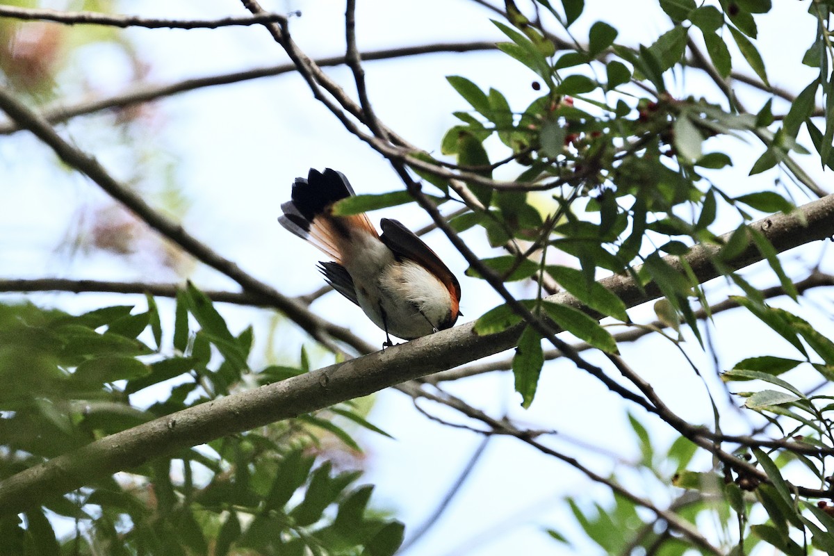 American Redstart - ML645433624