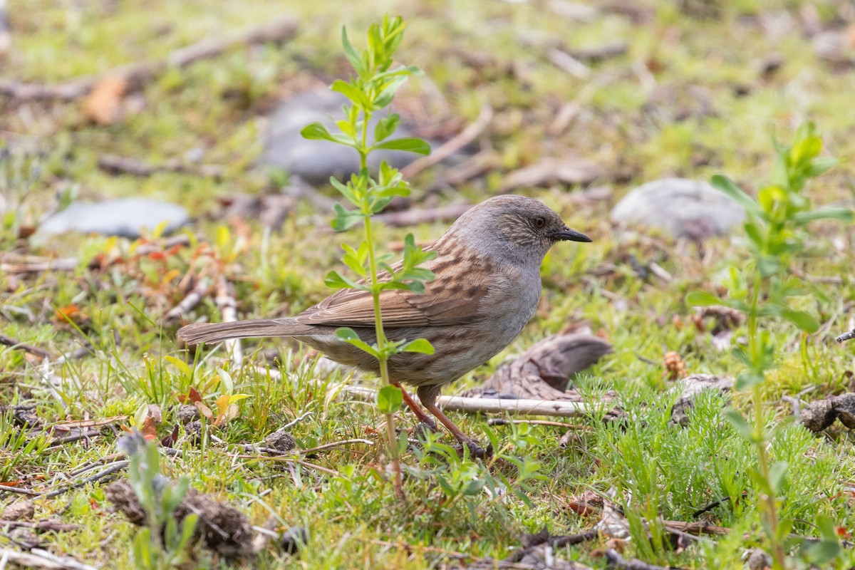 ヨーロッパカヤクグリ - ML645433629