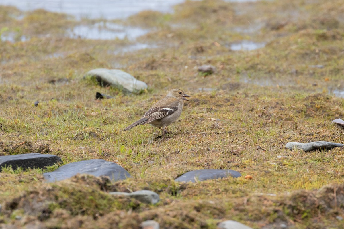ズアオアトリ - ML645433630