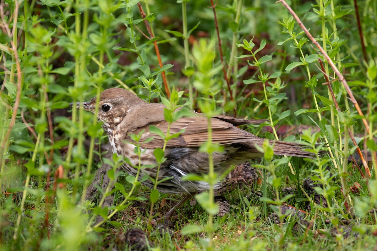 ウタツグミ - ML645433631