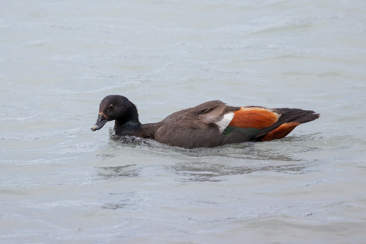 クロアカツクシガモ - ML645433633