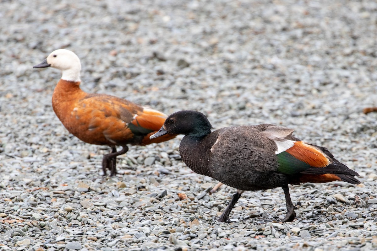 クロアカツクシガモ - ML645433634