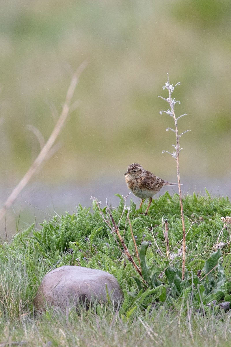 ヒバリ - ML645433635