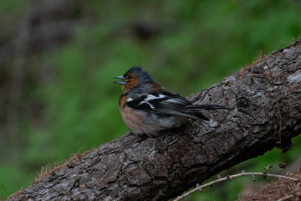 ズアオアトリ - ML645433640