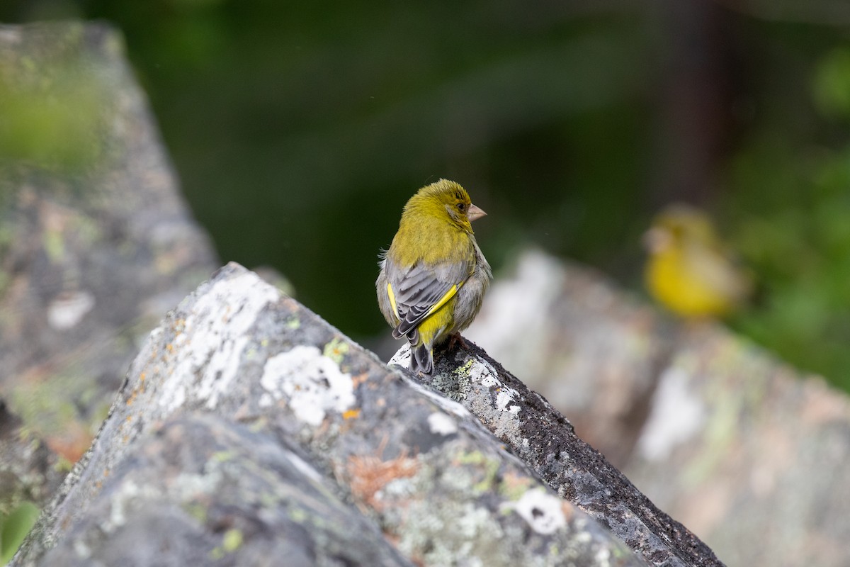 アオカワラヒワ - ML645433643