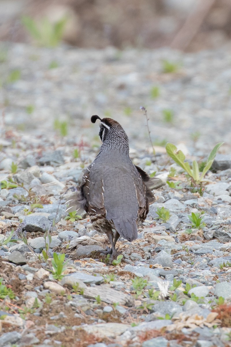 カンムリウズラ - ML645433644