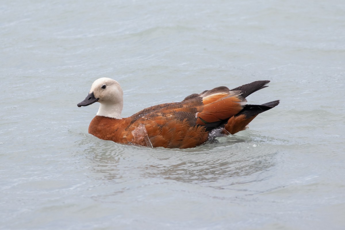 クロアカツクシガモ - ML645433648