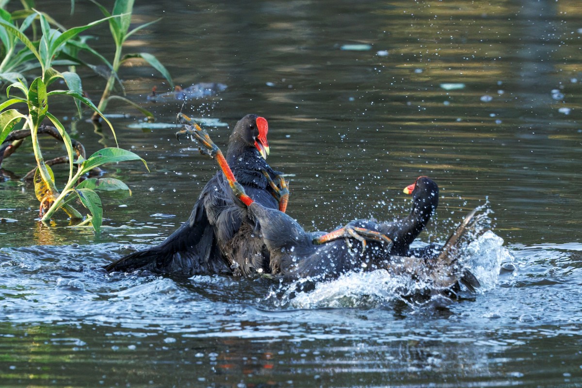 Papuateichhuhn - ML645433649