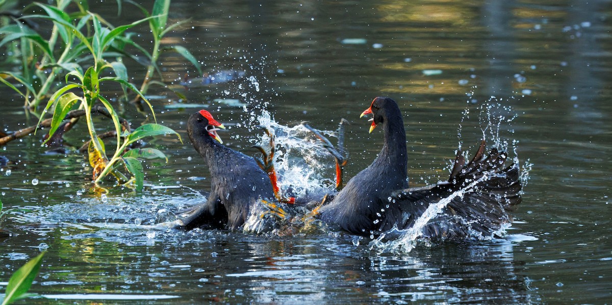 Papuateichhuhn - ML645433650