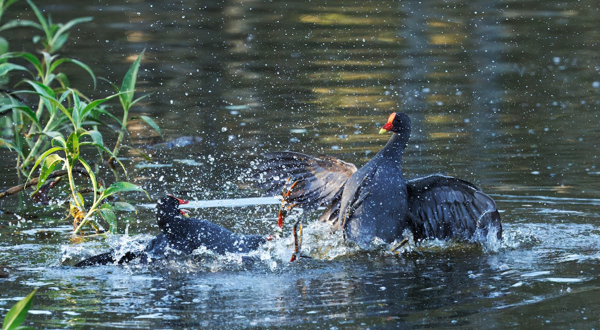 Papuateichhuhn - ML645433651