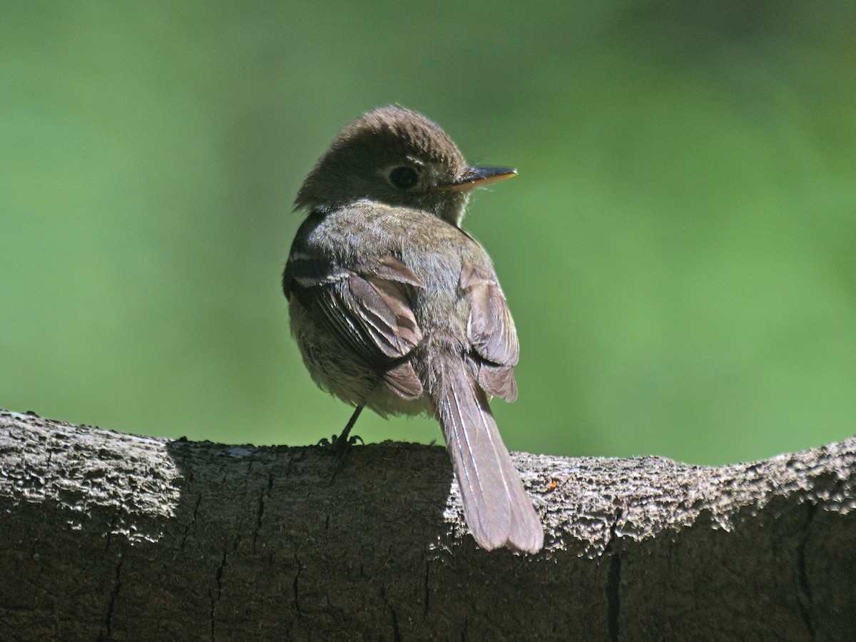 Western Flycatcher (Pacific-slope) - ML645433653