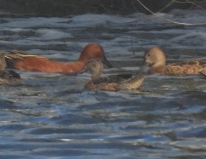 Blue-winged Teal - ML645433655