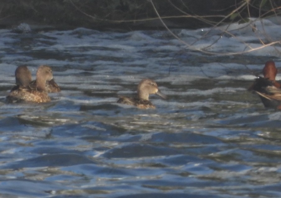 Blue-winged Teal - ML645433656