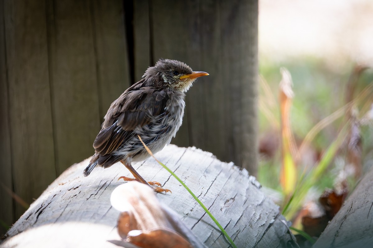 Sumpfhonigfresser - ML645433657