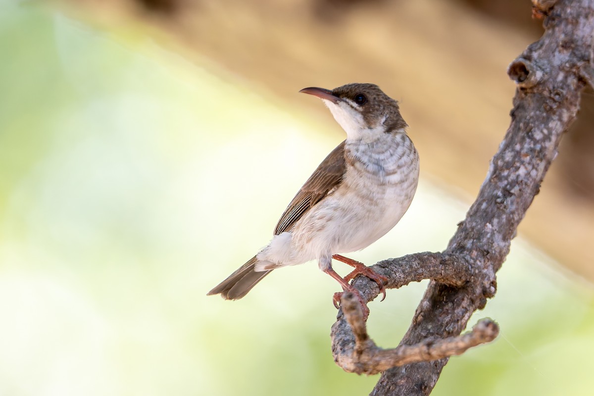 Sumpfhonigfresser - ML645433658