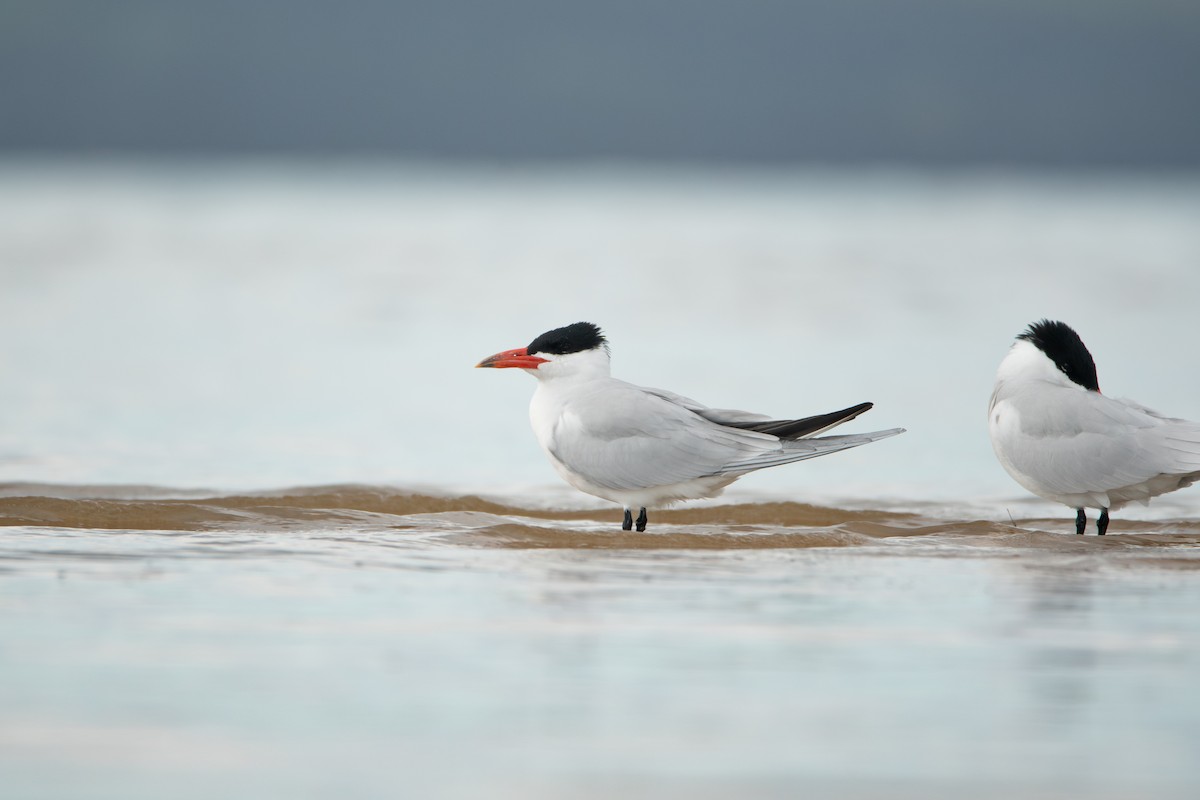 Raubseeschwalbe - ML645433659