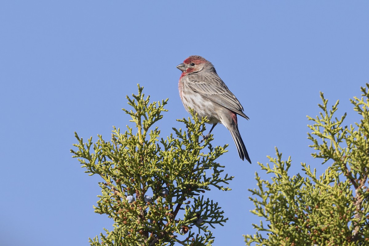 Hausgimpel - ML645433660