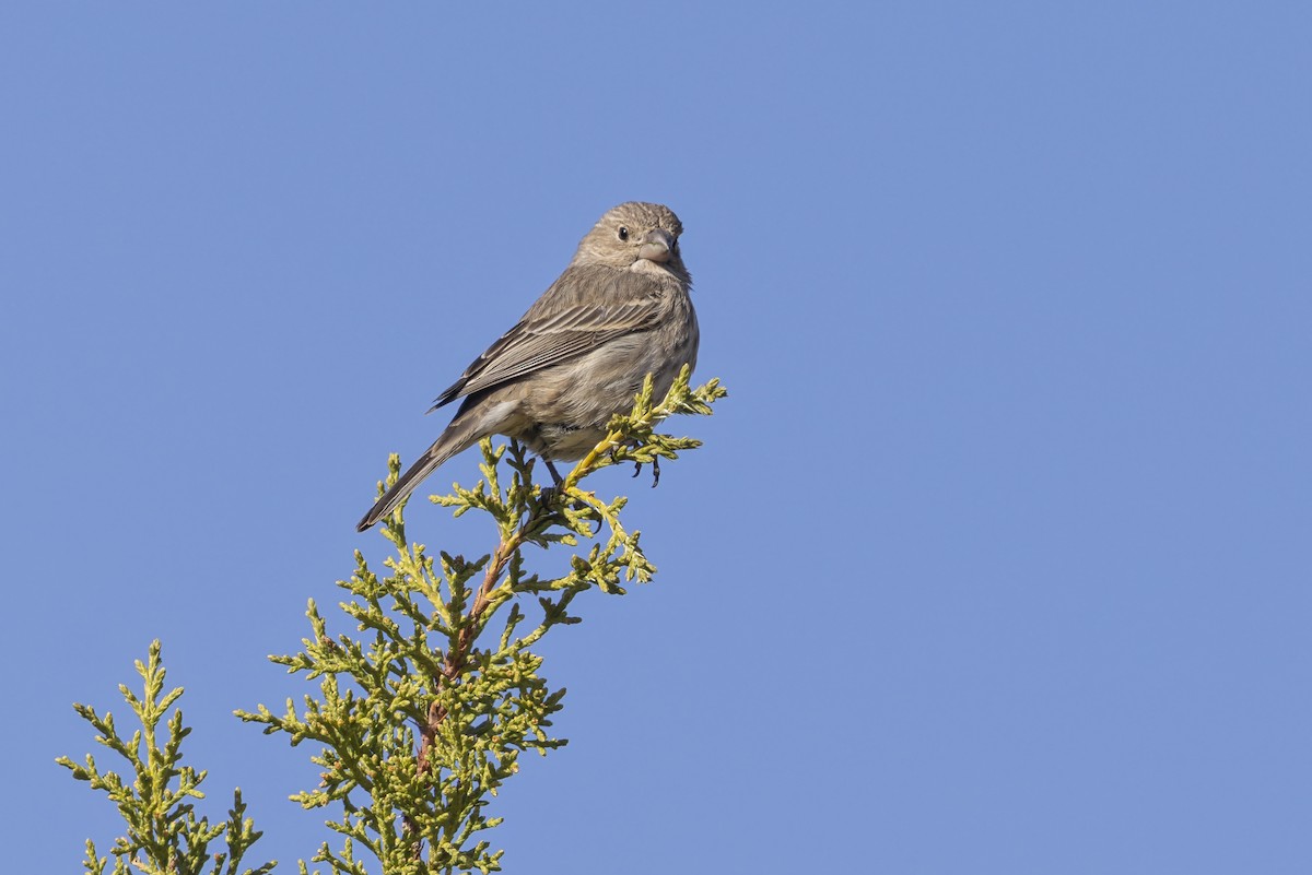 Hausgimpel - ML645433661