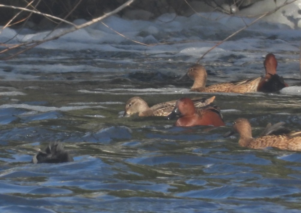 Blue-winged Teal - ML645433662