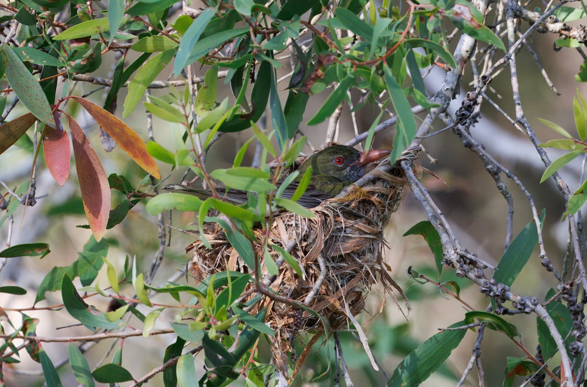 Streifenpirol - ML645433664