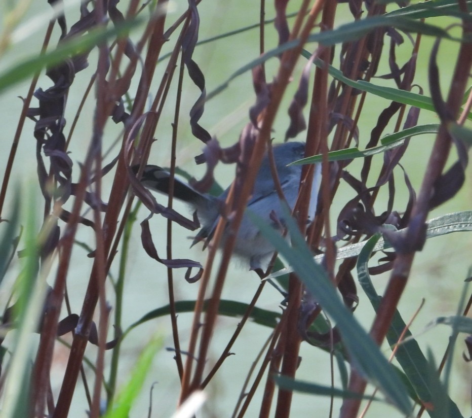 Polioptila, unbestimmt - ML645433674