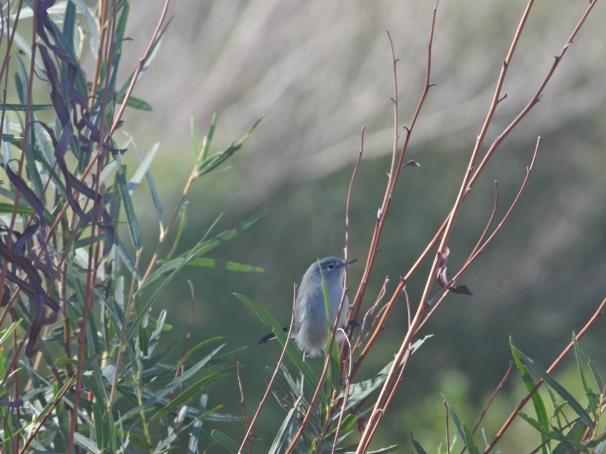 Polioptila, unbestimmt - ML645433676