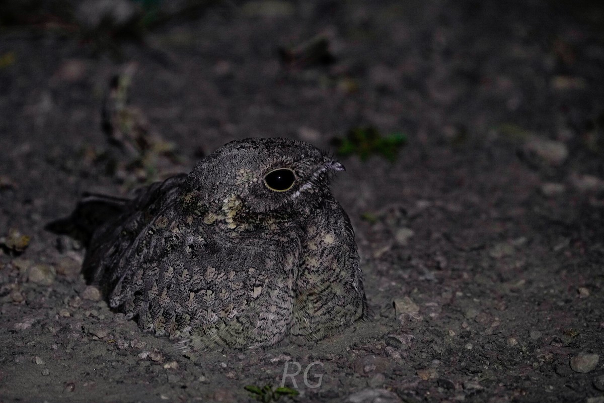 Sykes's Nightjar - ML645433679