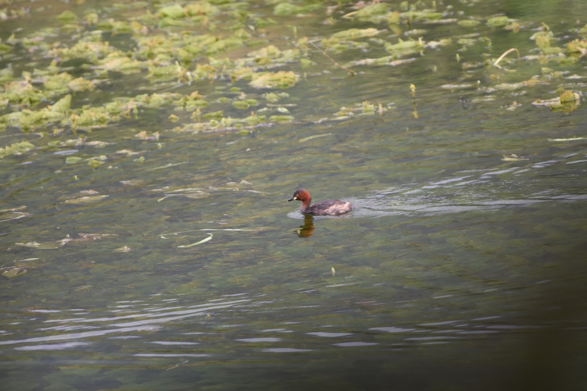 Zwergtaucher - ML645433681