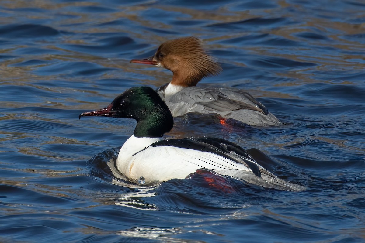 Gänsesäger - ML645433682