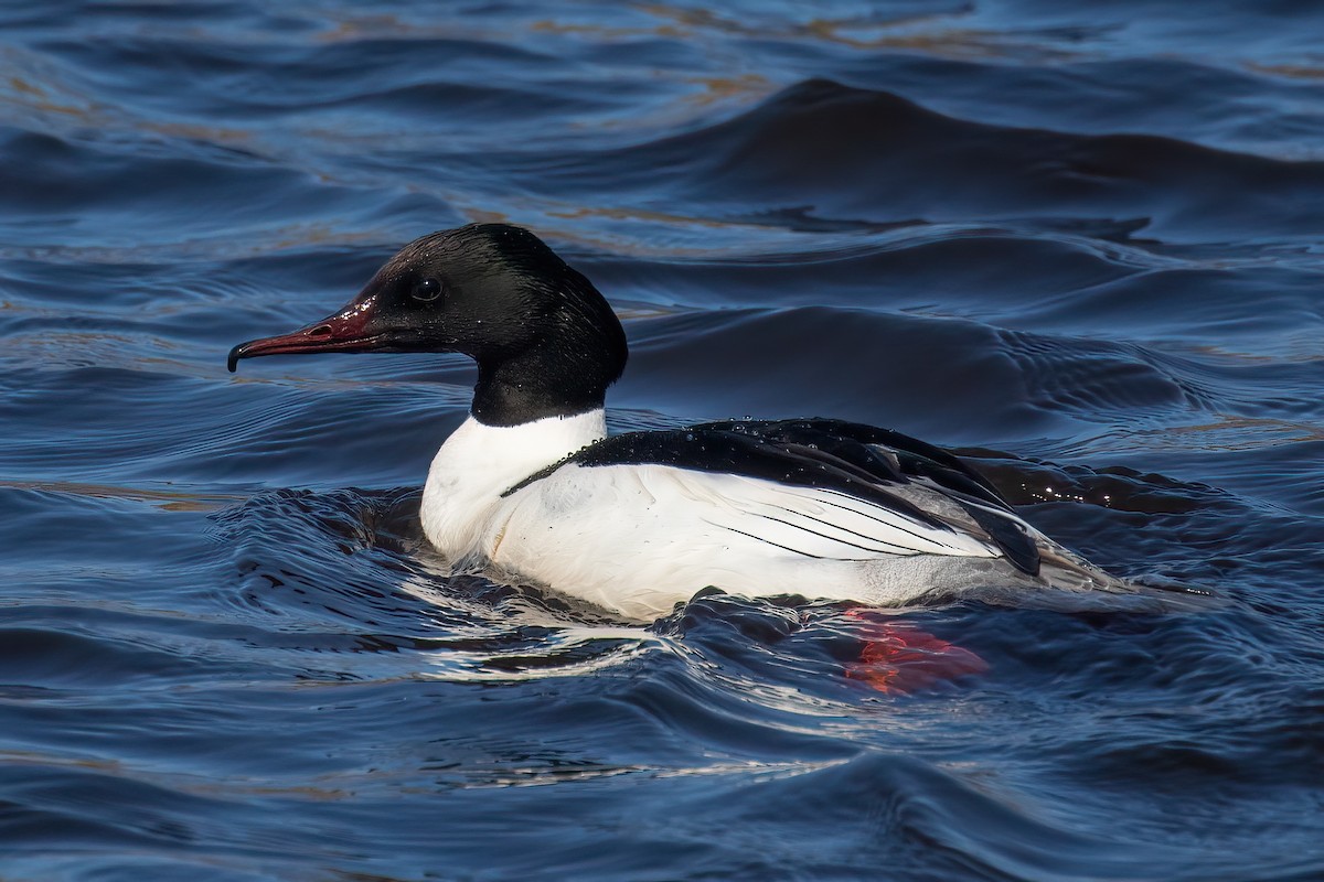 Gänsesäger - ML645433683