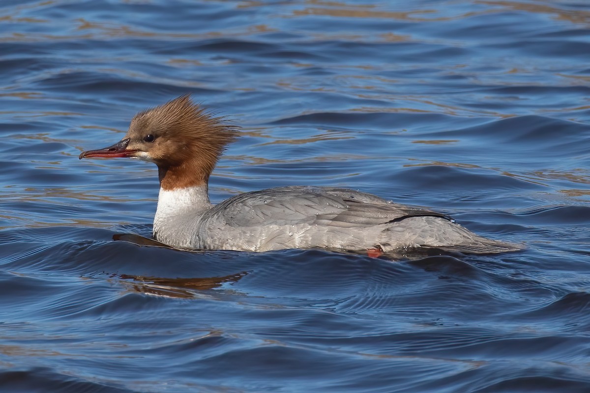 Gänsesäger - ML645433684