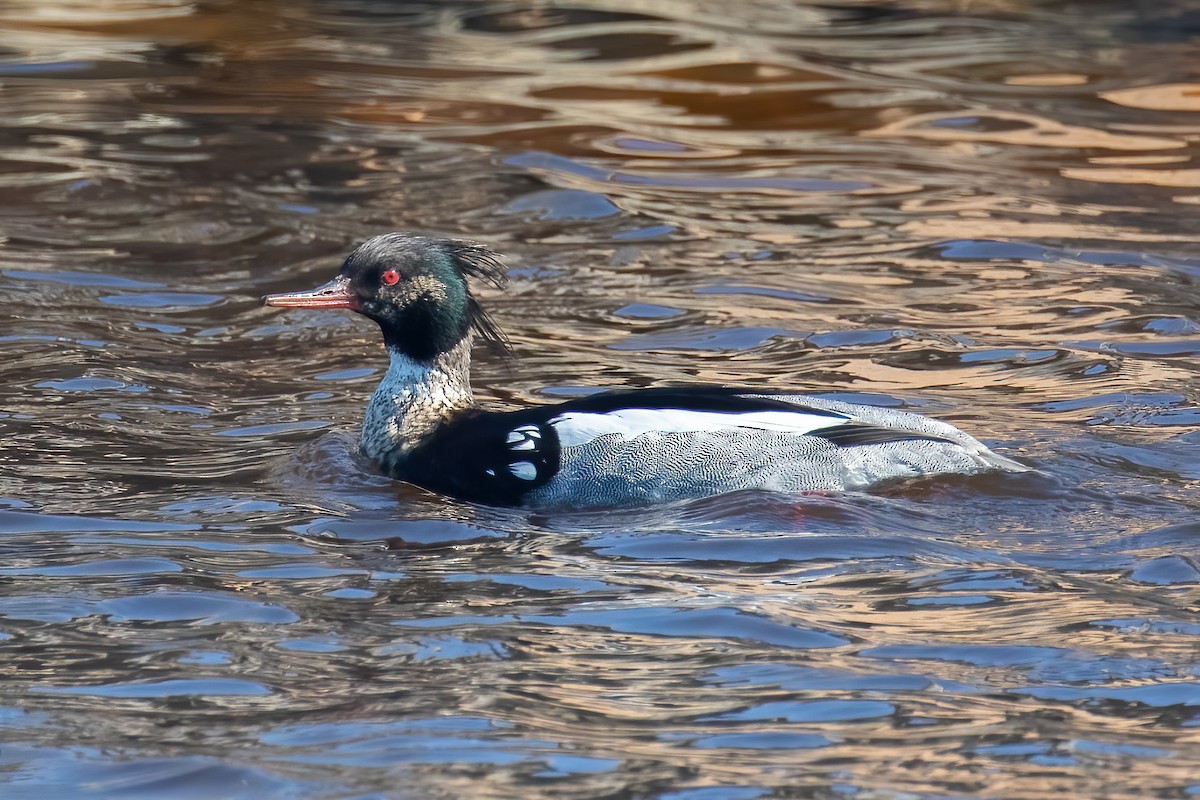 Mittelsäger - ML645433685