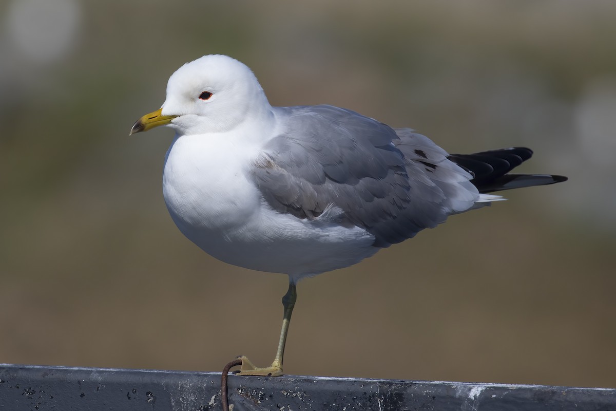 Sturmmöwe - ML645433687