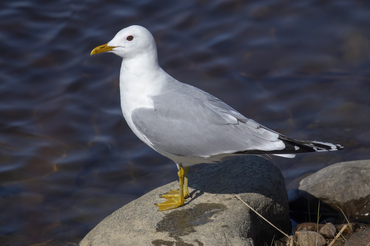 Sturmmöwe - ML645433688