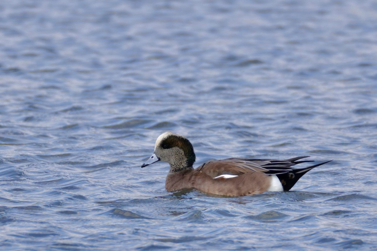 American Wigeon - ML645433689
