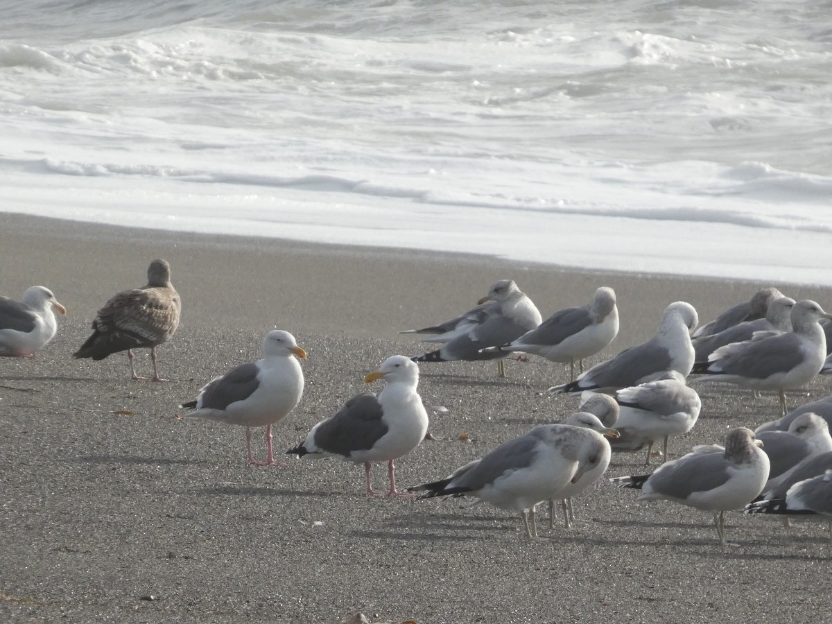 Westmöwe - ML645433690