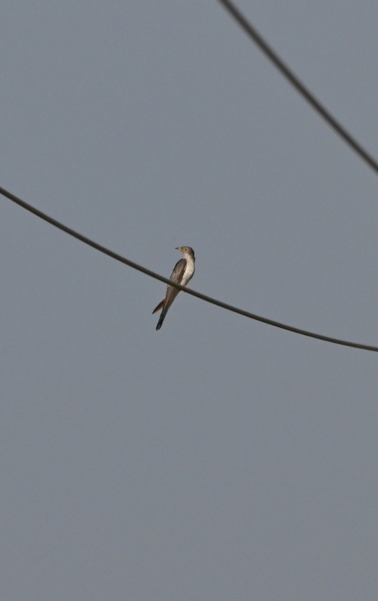 Kuckuck - ML645433691