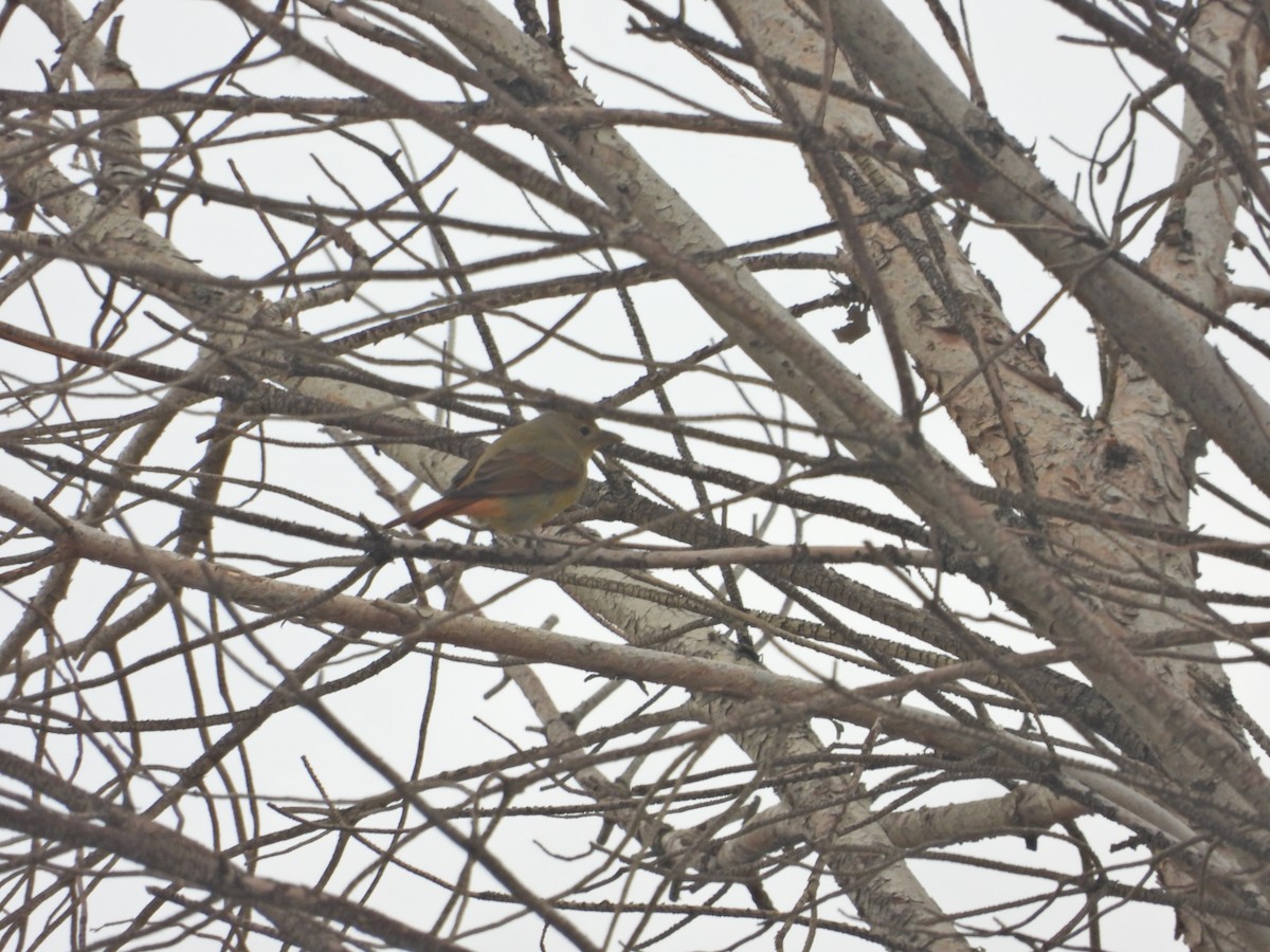 Summer Tanager - ML645433692