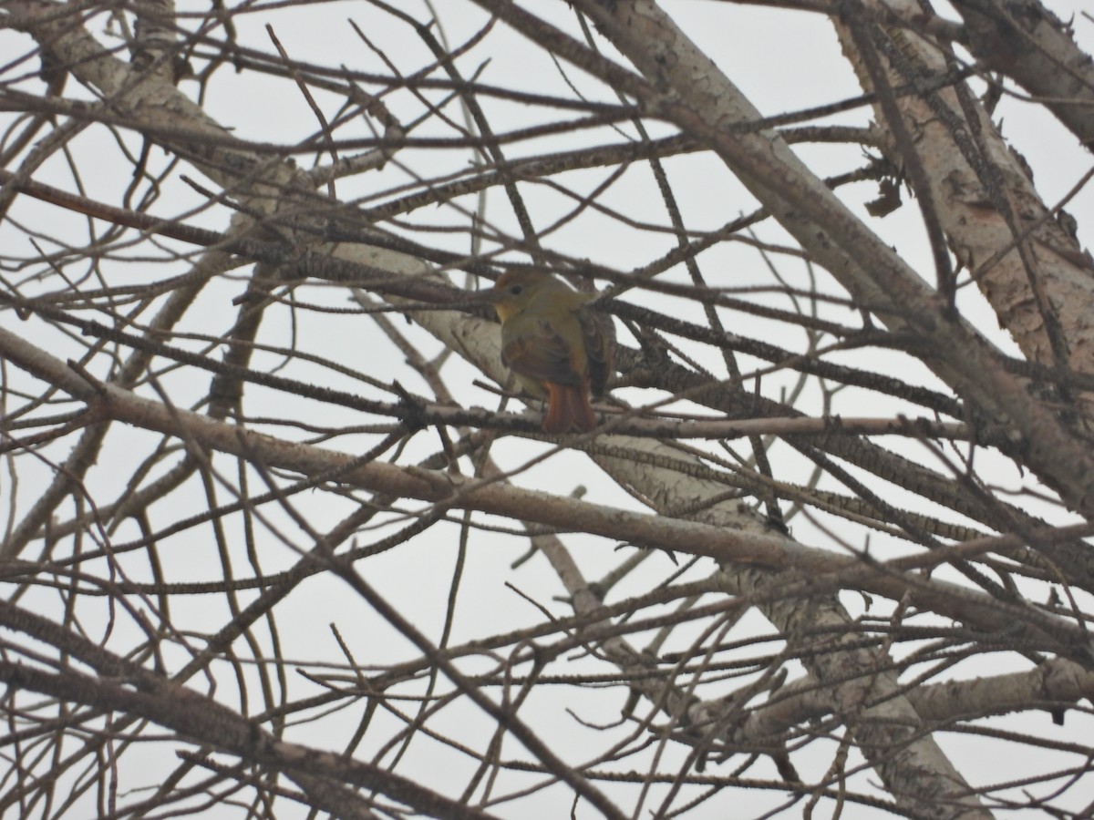 Summer Tanager - ML645433693