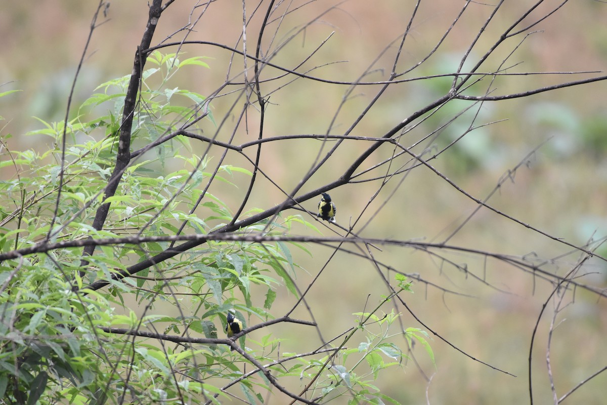 Indienkronenmeise - ML645433695