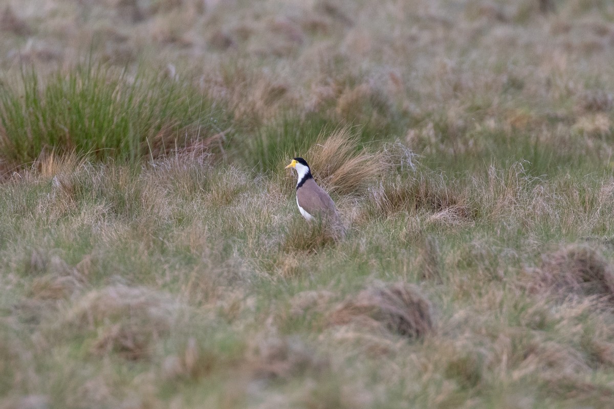 Maskenkiebitz - ML645433696