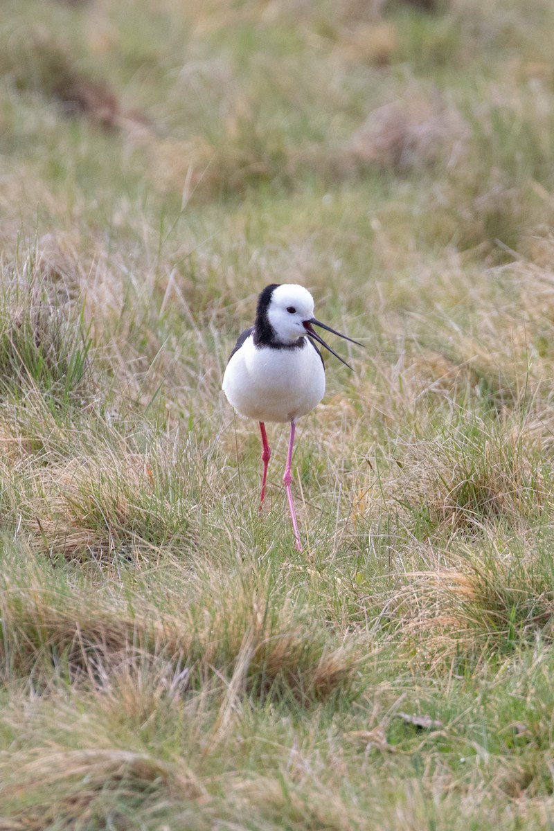 Weißgesicht- x Rußstelzenläufer (Hybrid) - ML645433698