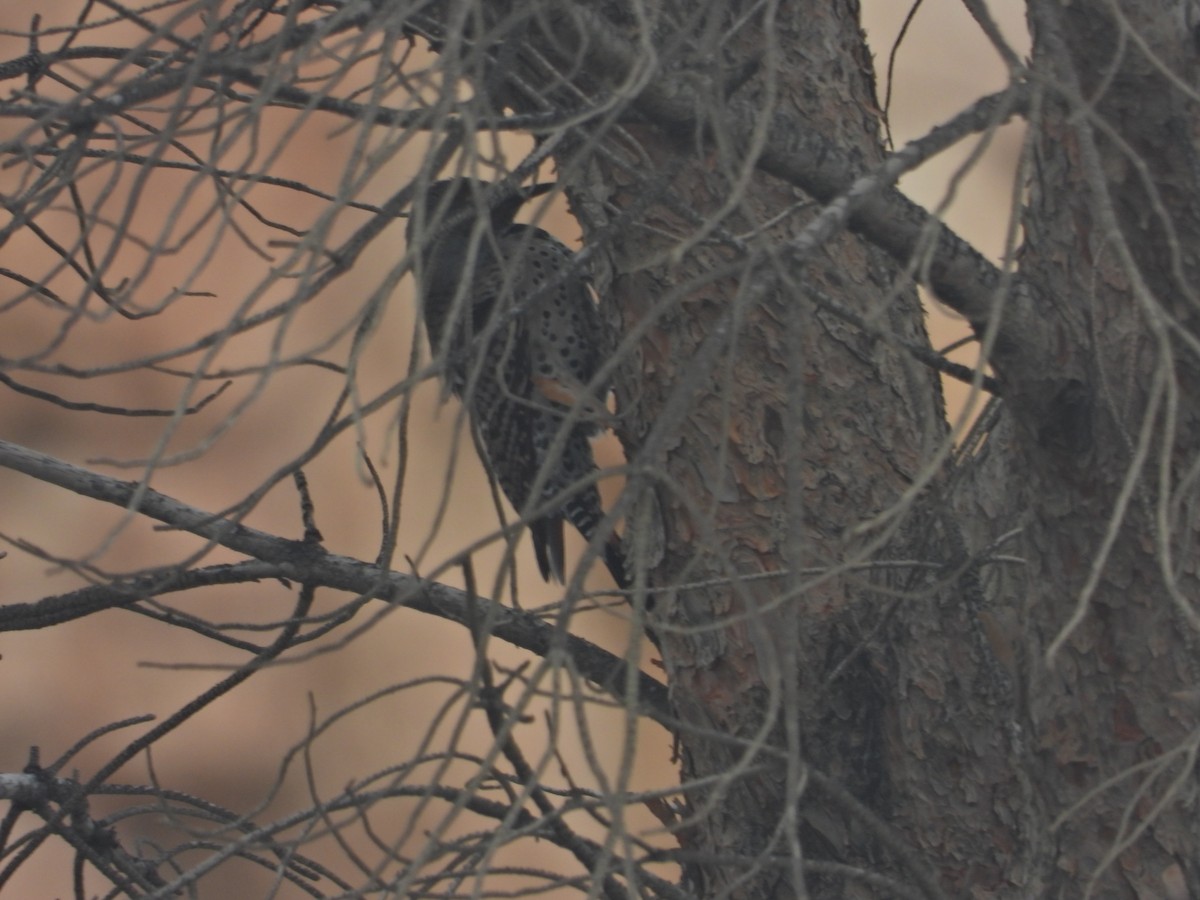 Goldspecht - ML645433699