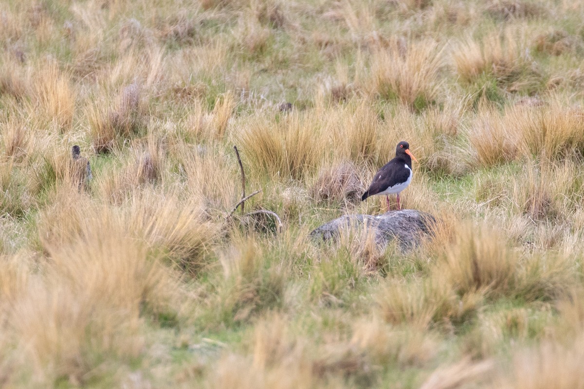 Südinsel-Austernfischer - ML645433700