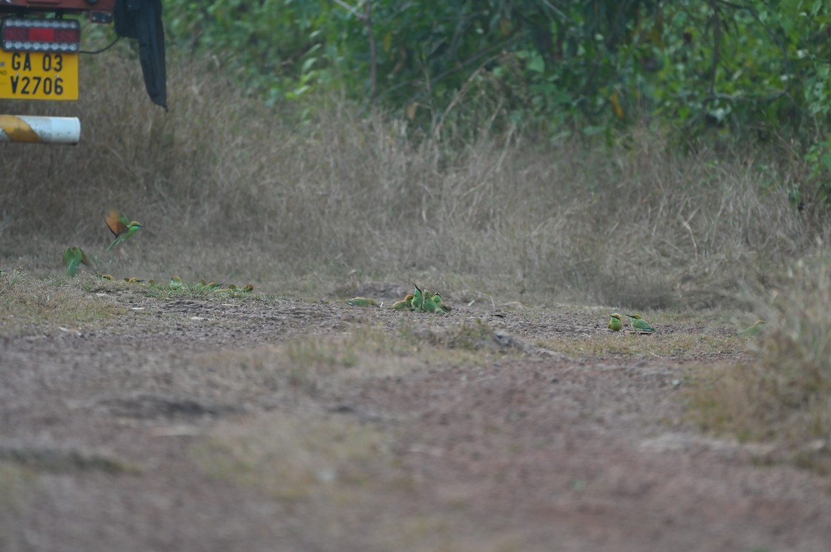 Bronzescheitel-Smaragdspint - ML645433702