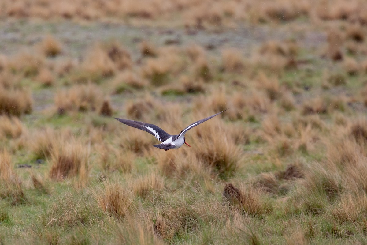 Südinsel-Austernfischer - ML645433704