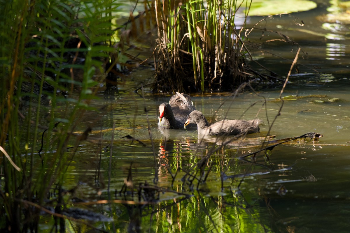 Dusky Moorhen - ML645433705