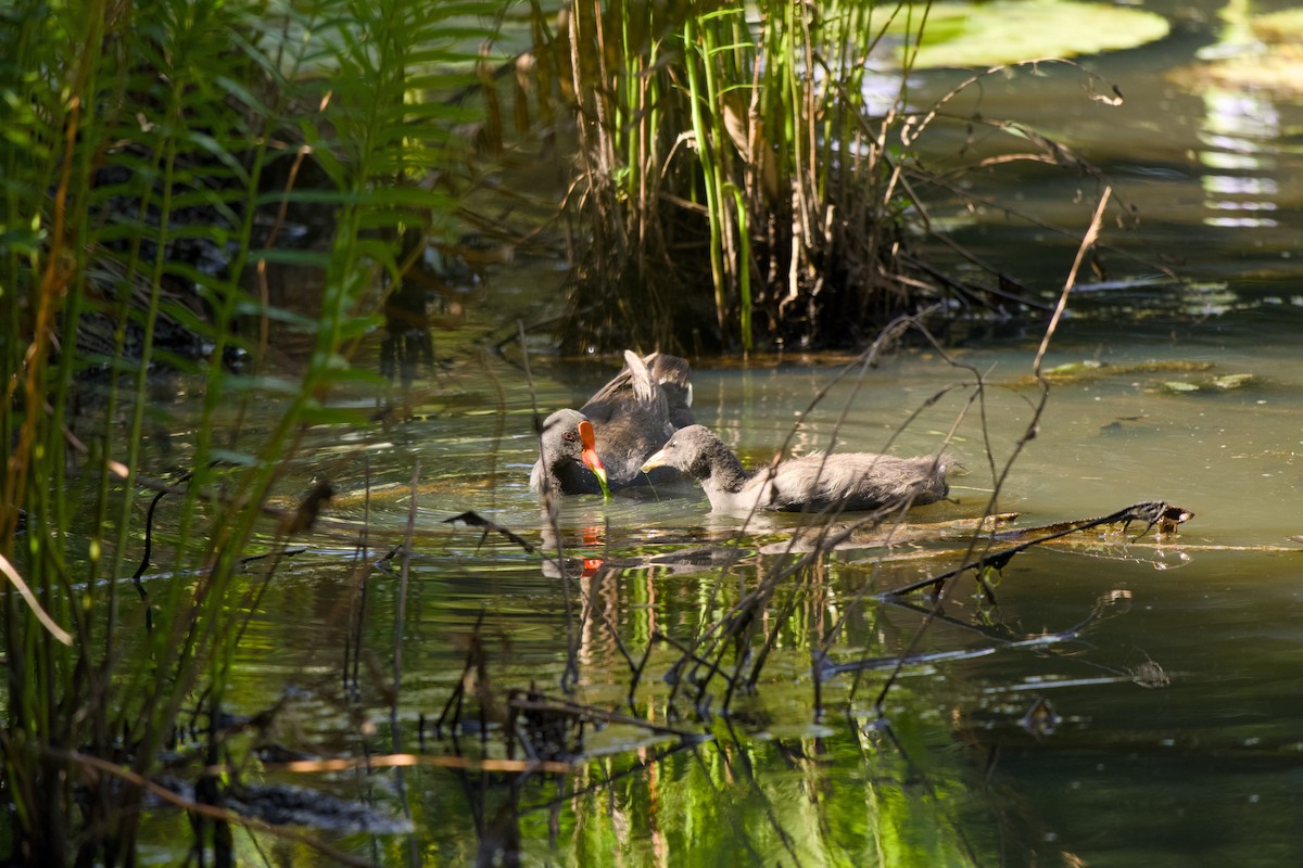 Dusky Moorhen - ML645433706